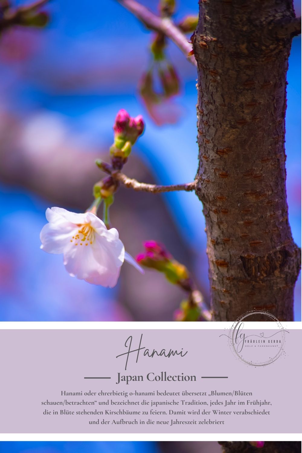 Socken Hanami Deckblatt: Nahaufnahme Kirschblüte Fräulein-Gerda-Logo und Namensbedeutung vom Betrachten der Blüten